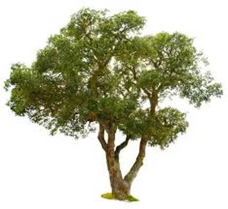 chêne vert