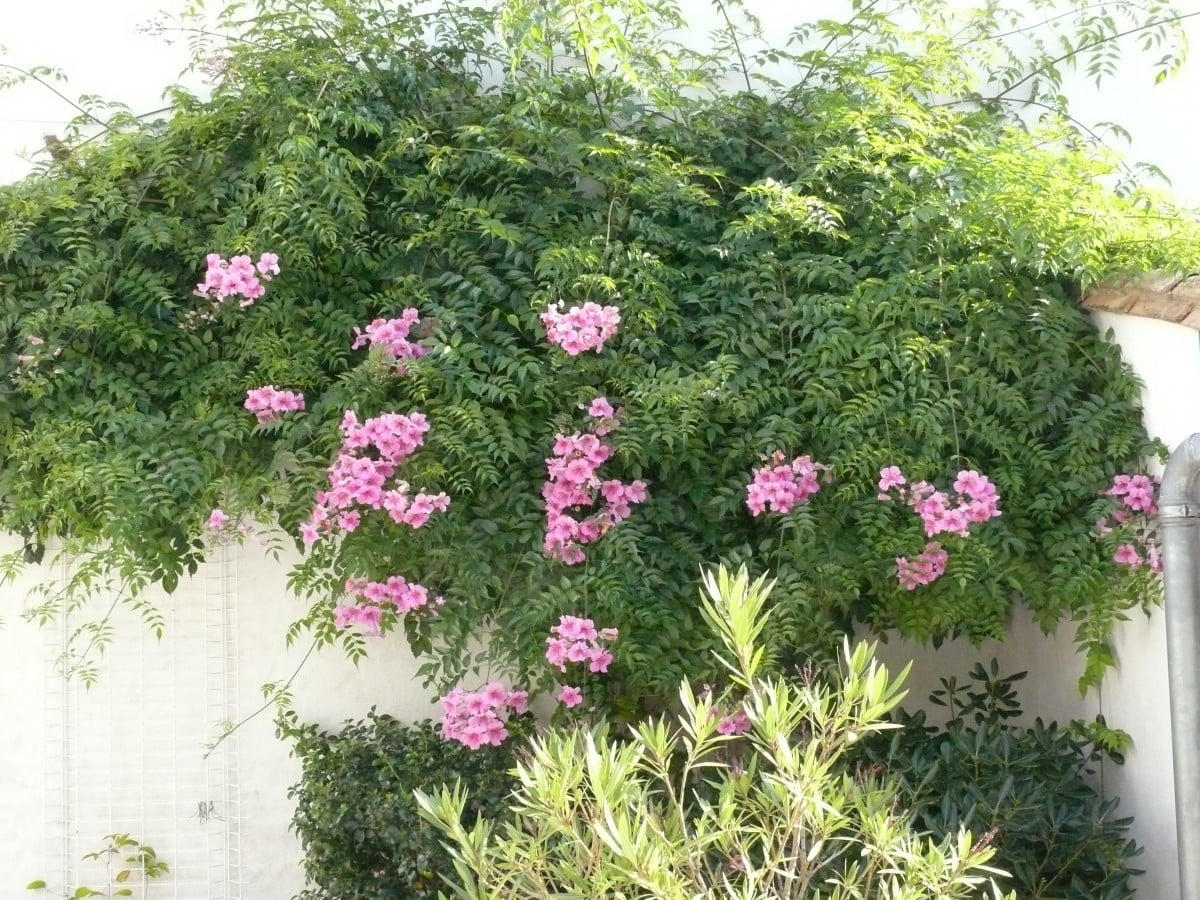 Pour que vive la Couarde Sur Mer ! Quelles suites ?