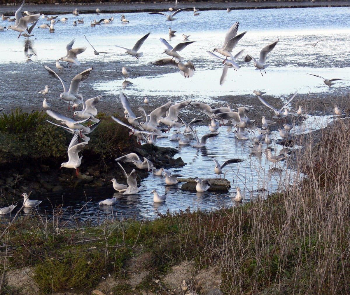LA MALINE SOUS LES FEUX DE L&rsquo;ACTUALITÉ