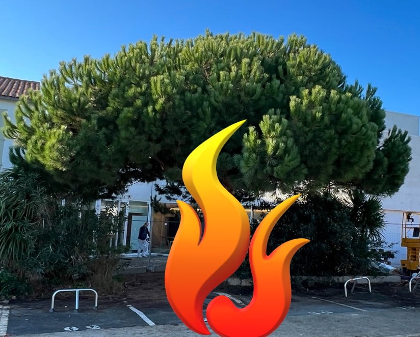 Il y a le feu au PIN PARASOL !!!