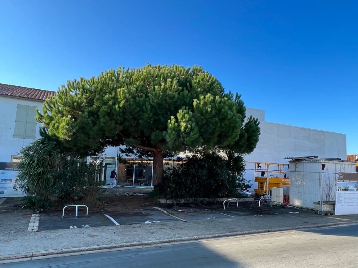 L’APSC lance une pétition « Sauvons le pin parasol de la Maline »